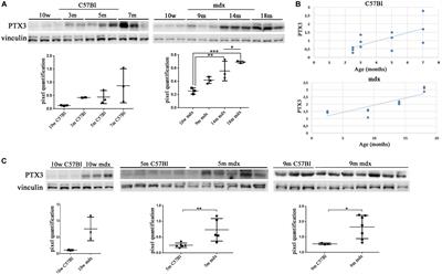 PTX3 Predicts Myocardial Damage and Fibrosis in Duchenne Muscular Dystrophy